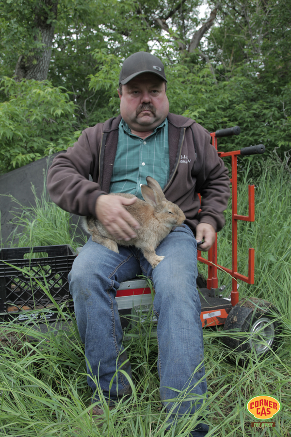 rabbit